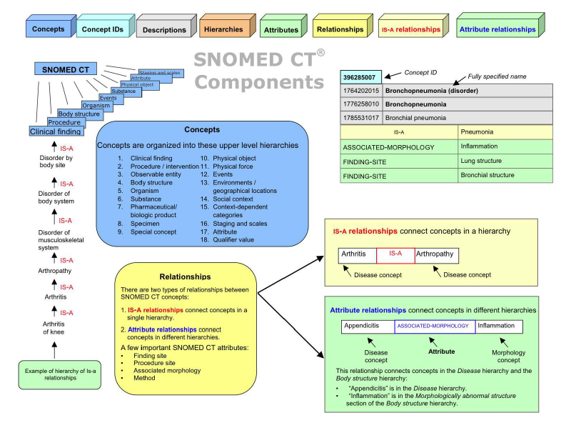 SNOMED CT Specification